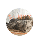 だらけネコ（個別スタンプ：1）