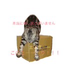だらけネコ（個別スタンプ：2）