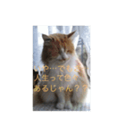 だらけネコ（個別スタンプ：6）