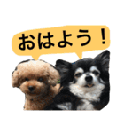 ちんとぷぅ（個別スタンプ：1）