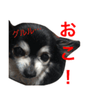 ちんとぷぅ（個別スタンプ：5）