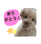 ちんとぷぅ（個別スタンプ：6）