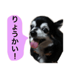 ちんとぷぅ（個別スタンプ：9）