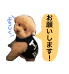ちんとぷぅ（個別スタンプ：11）