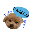 ちんとぷぅ（個別スタンプ：18）