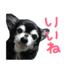 ちんとぷぅ（個別スタンプ：19）