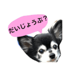 ちんとぷぅ（個別スタンプ：22）