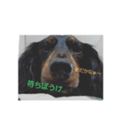 cota＆coby（個別スタンプ：15）