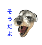 鈴木らんぼー（個別スタンプ：12）
