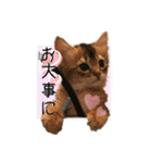 可愛い子猫 ちゃちゃ＆レン（個別スタンプ：1）