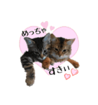 可愛い子猫 ちゃちゃ＆レン（個別スタンプ：2）