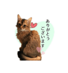 可愛い子猫 ちゃちゃ＆レン（個別スタンプ：4）
