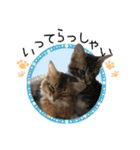 可愛い子猫 ちゃちゃ＆レン（個別スタンプ：5）