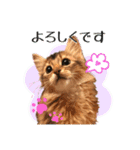 可愛い子猫 ちゃちゃ＆レン（個別スタンプ：6）