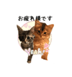 可愛い子猫 ちゃちゃ＆レン（個別スタンプ：7）