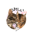 可愛い子猫 ちゃちゃ＆レン（個別スタンプ：8）