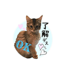 可愛い子猫 ちゃちゃ＆レン（個別スタンプ：9）