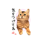 可愛い子猫 ちゃちゃ＆レン（個別スタンプ：10）