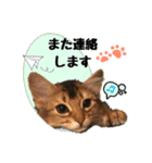 可愛い子猫 ちゃちゃ＆レン（個別スタンプ：11）