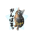 可愛い子猫 ちゃちゃ＆レン（個別スタンプ：12）