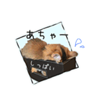 可愛い子猫 ちゃちゃ＆レン（個別スタンプ：13）