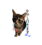 可愛い子猫 ちゃちゃ＆レン（個別スタンプ：14）