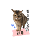 可愛い子猫 ちゃちゃ＆レン（個別スタンプ：15）