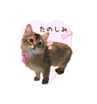 可愛い子猫 ちゃちゃ＆レン（個別スタンプ：17）