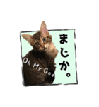 可愛い子猫 ちゃちゃ＆レン（個別スタンプ：18）