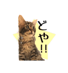 可愛い子猫 ちゃちゃ＆レン（個別スタンプ：20）
