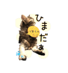 可愛い子猫 ちゃちゃ＆レン（個別スタンプ：21）