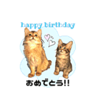可愛い子猫 ちゃちゃ＆レン（個別スタンプ：22）