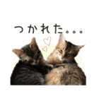 可愛い子猫 ちゃちゃ＆レン（個別スタンプ：24）