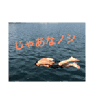 えびスタ（個別スタンプ：5）