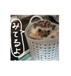 ハリネズミのチックくん（個別スタンプ：7）
