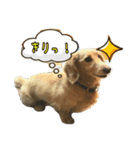 うちのれおん Ver.1（個別スタンプ：3）