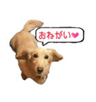 うちのれおん Ver.1（個別スタンプ：7）