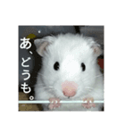 ハムちゃんず。（個別スタンプ：4）