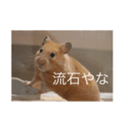 はむとねこ2（個別スタンプ：1）