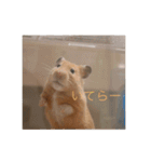 はむとねこ2（個別スタンプ：2）