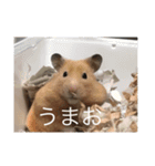 はむとねこ2（個別スタンプ：3）