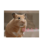 はむとねこ2（個別スタンプ：5）