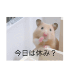 はむとねこ2（個別スタンプ：7）