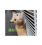 はむとねこ2（個別スタンプ：8）