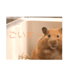 はむとねこ2（個別スタンプ：9）