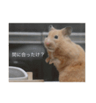 はむとねこ2（個別スタンプ：12）