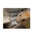はむとねこ2（個別スタンプ：13）