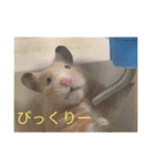 はむとねこ2（個別スタンプ：15）