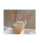 はむとねこ2（個別スタンプ：16）