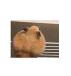 はむとねこ2（個別スタンプ：18）